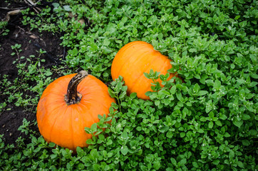 Pumpkins in a pumpkin patch. Celebrate Autumn, Fall Celebrations of Halloween, Thanksgiving or Autumn Harvest with decorative pumpkins. Vivid bright orange autumn vegetable.