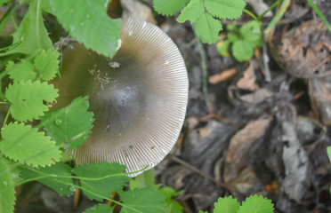 Wild Mushrooms of Alaska