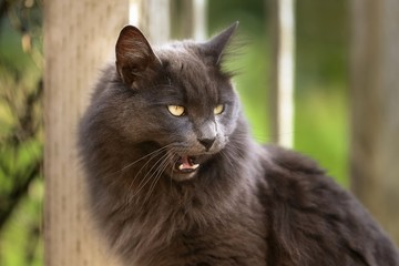 Naklejka na ściany i meble Hissing gray longhair cat showing teeth
