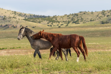 Wild horse Stallions Fighting