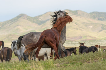 Fototapeta na wymiar Wild horse Stallions Fighting