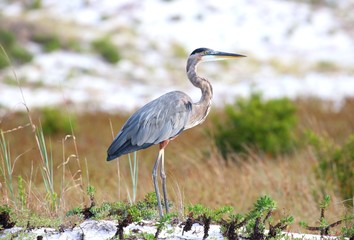 Great Blue Heron by the beach