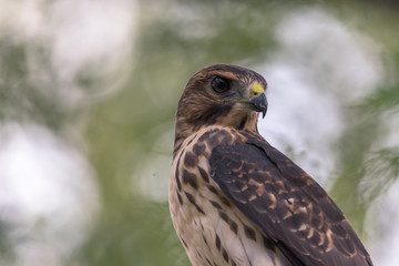 Red Shouldered Hawk