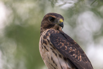Red Shouldered Hawk