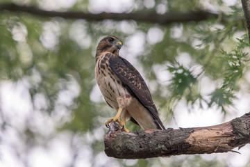 Red Shouldered Hawk