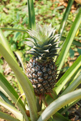 Pineapple tropical friut growing in garden