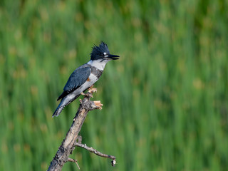 Belted Kingfisher on Green Background