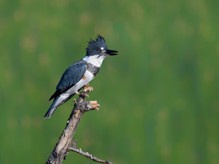 Belted Kingfisher Portrait on Green Background
