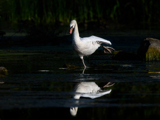 Mute Swan with Reflection Stretching