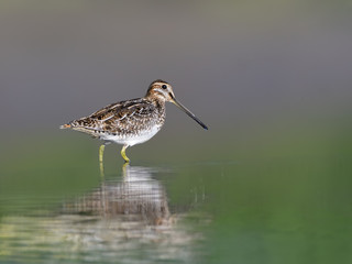 Wilson's Snipe Portrait in Summer