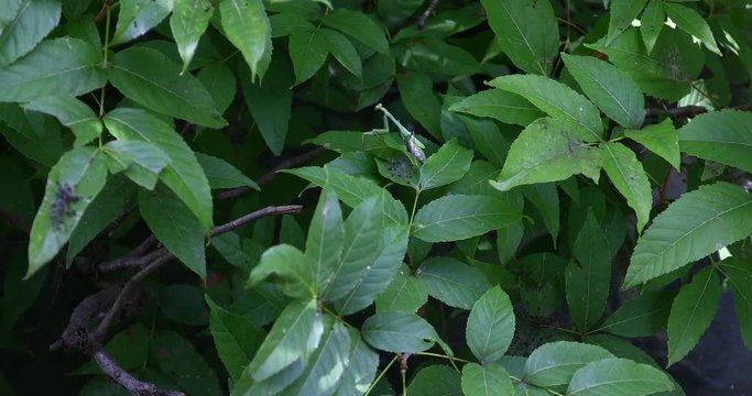 This is a video of a Praying Mantis on the leaves of a tree in Landa Park in New Braunfels Texas.