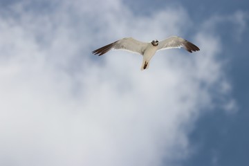 Obraz premium Seagull in flight