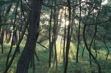 朝もやの虹の松原