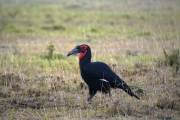 The ground hornbill © Pradeep
