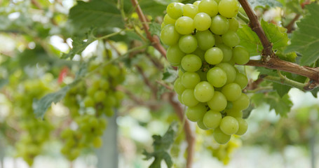 Fresh Green grape farm