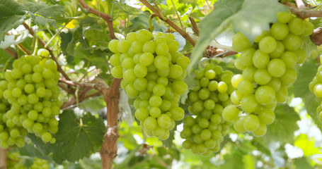 Fresh green grape garden