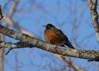 Robin Perched in a Tree