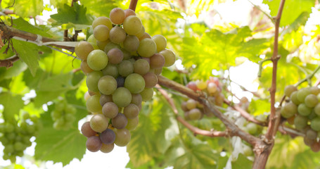 Green grape farm