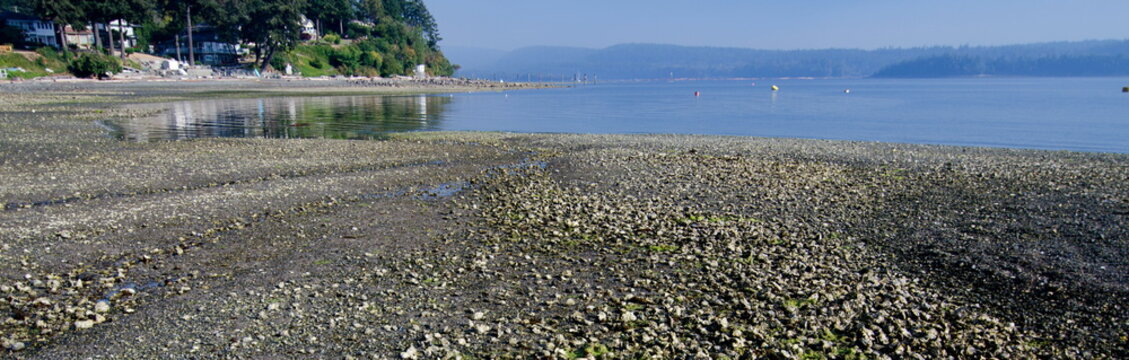 Oyster shells exposed by during low tide