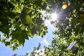 Luz y naturaleza