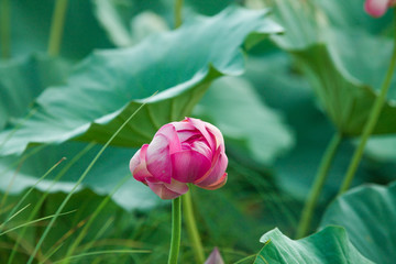 a red lotus flower among green foliage