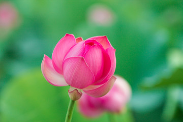 a lonely closed red lotus flower among green foliage
