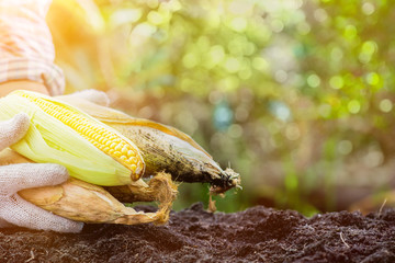Gardeners picking corn in the farm.Fall harvest cornucopia.Autumn season with fruit and vegetable.