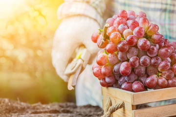 Gardeners picking grape in the farm.Fall harvest cornucopia.Autumn season with fresh fruit.