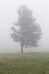 Tree in the Fog at Custer State Park in South Dakota