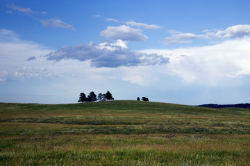 Prairie Grass and Trees on a Hill in Custer State Park, South Dakota