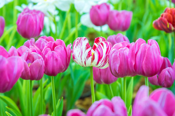 Colorful pink and white tulips and green leaves in flowers garden with blur  white tulips background