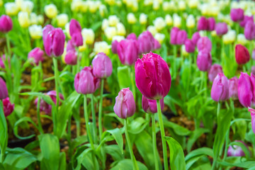 Colorful pink tulips and green leaves in flowers garden with blur  white tulips background.