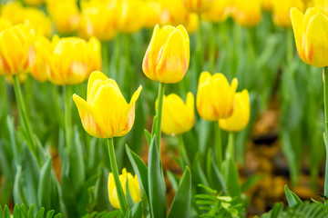 Obraz premium Colorful yellow tulips and green leaves in flowers garden with blur background.