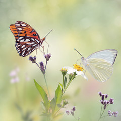 Gulf Fritillary and Great Southern White butterflies