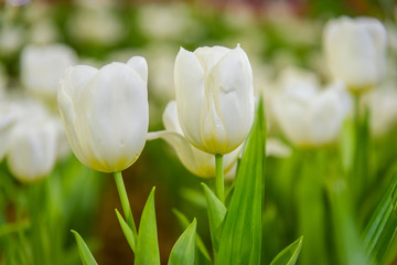 Close up Beautiful white tulips and green leaves in garden with blue flower background