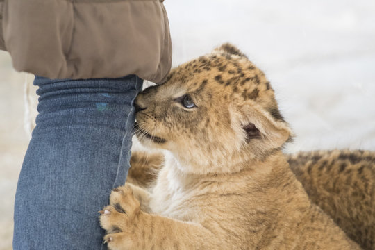 Cachorro de le&oacute;n buscando atencion
