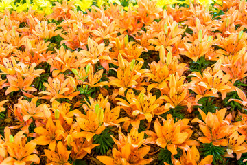 Close up orange lily winter flowers in flower garden