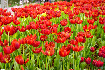 Fototapeta na wymiar Colorful red tulips and green leaves in flowers garden with blur background.