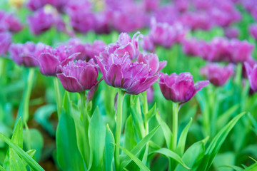 Colorful pink tulips and green leaves in flowers garden with blur  white tulips background