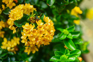 Beautiful yellow ixora or spike flower.