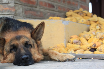 Sleeping Shepherd