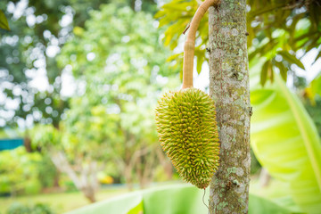 Fresh durian king of fruits tropical of  thailand on tree in the garden