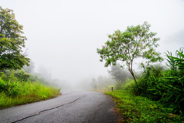 Fototapeta premium Beautiful green trees and road with fog on mountain in morning.