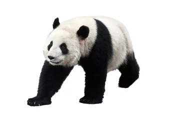 Keuken foto achterwand Panda Panda geïsoleerd op witte achtergrond