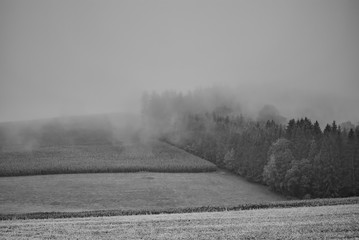 Felder und Wald im Nebel