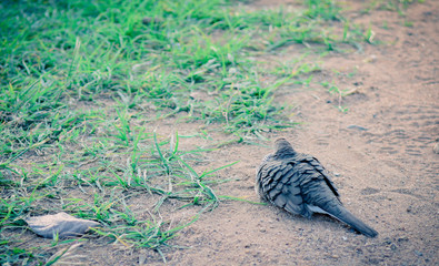 Fototapeta na wymiar Java Dove on the ground.