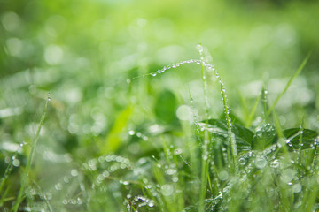 Water drops on a green grass with Nature background,Early morning dew on grass.selected focus