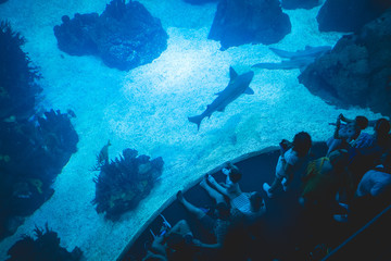 Oceanarium aquarium with shark views