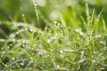 Water drops on a green grass with Nature background,Early morning dew on grass.selected focus