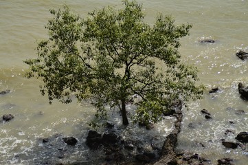 Naklejka premium a tree at the beach